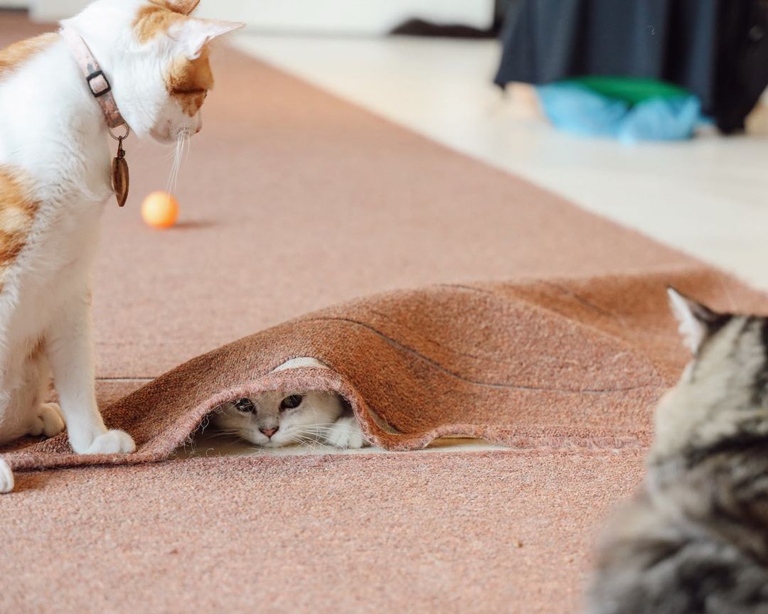 "New Taipei: 50 Adorable Cat Shopkeepers! Visit
