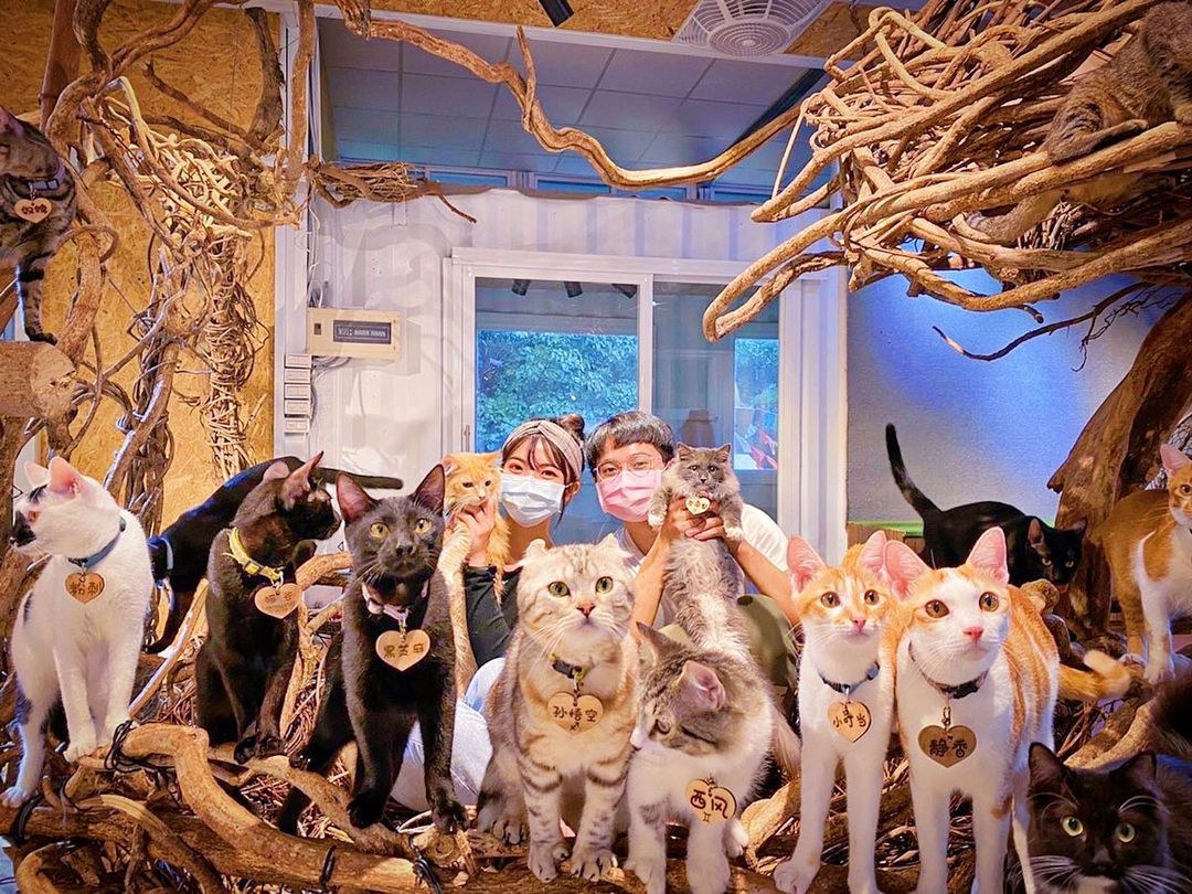 "New Taipei: 50 Adorable Cat Shopkeepers! Visit