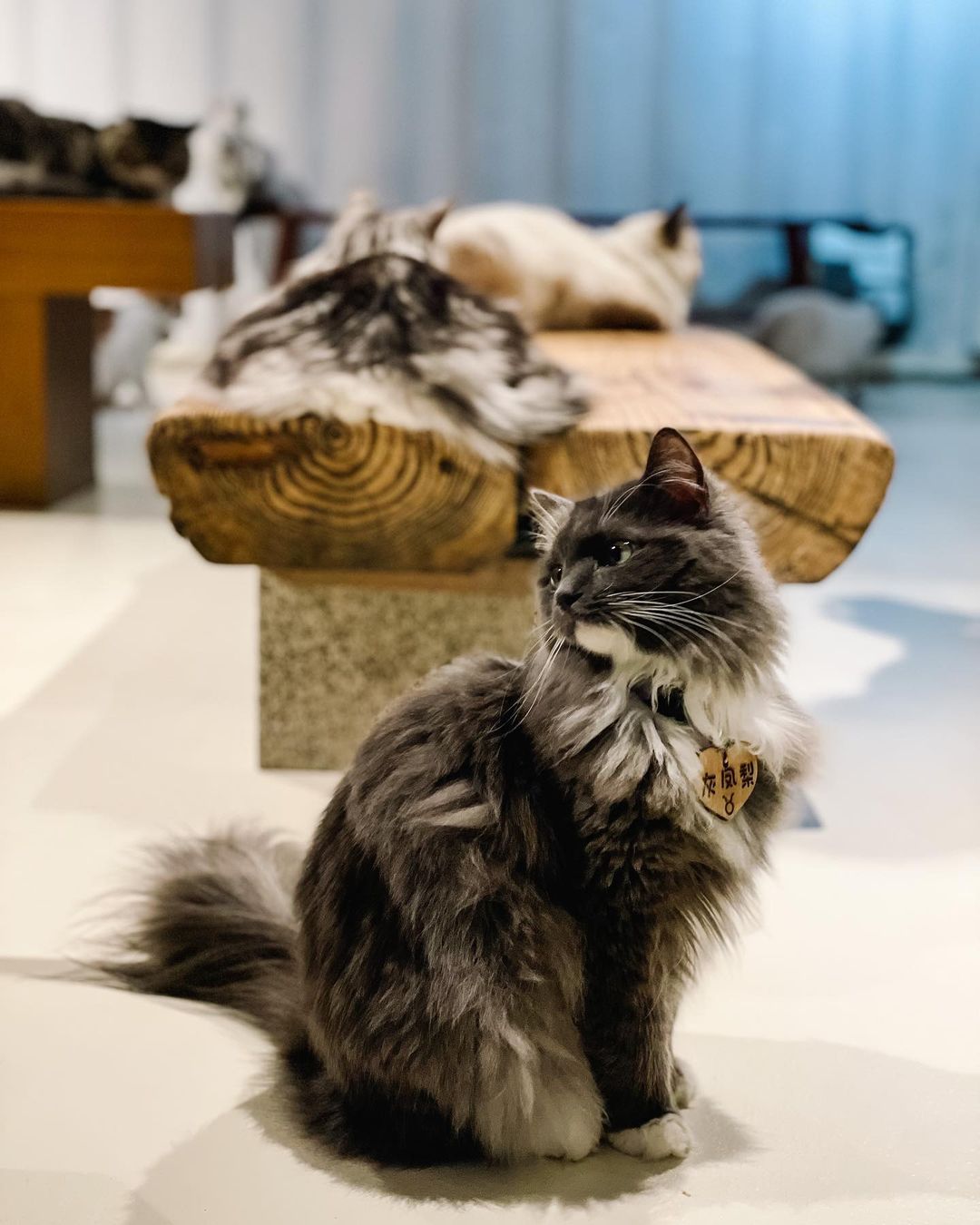 "New Taipei: 50 Adorable Cat Shopkeepers! Visit
