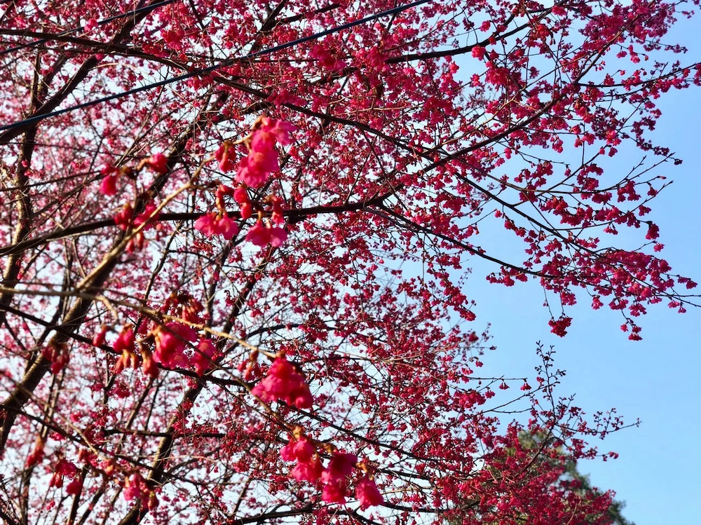 "Across Taiwan: The Beauty of Taiwan Unveiled! 7 Stunning Cherry Blossom Viewing Spots for Spring Revealed. Experience the Pink Romance Without Having to Travel to Japan!"