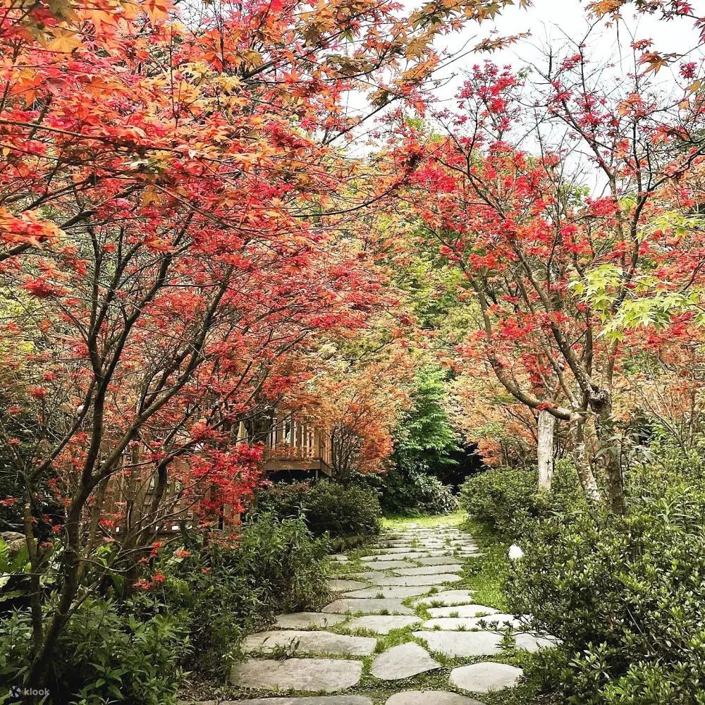 "Across Taiwan: The Beauty of Taiwan Unveiled! 7 Stunning Cherry Blossom Viewing Spots for Spring Revealed. Experience the Pink Romance Without Having to Travel to Japan!"