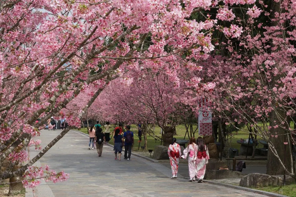 "Across Taiwan: The Beauty of Taiwan Unveiled! 7 Stunning Cherry Blossom Viewing Spots for Spring Revealed. Experience the Pink Romance Without Having to Travel to Japan!"