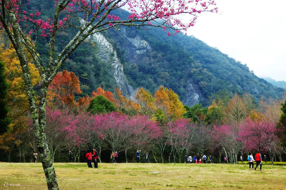 "Across Taiwan: The Beauty of Taiwan Unveiled! 7 Stunning Cherry Blossom Viewing Spots for Spring Revealed. Experience the Pink Romance Without Having to Travel to Japan!"