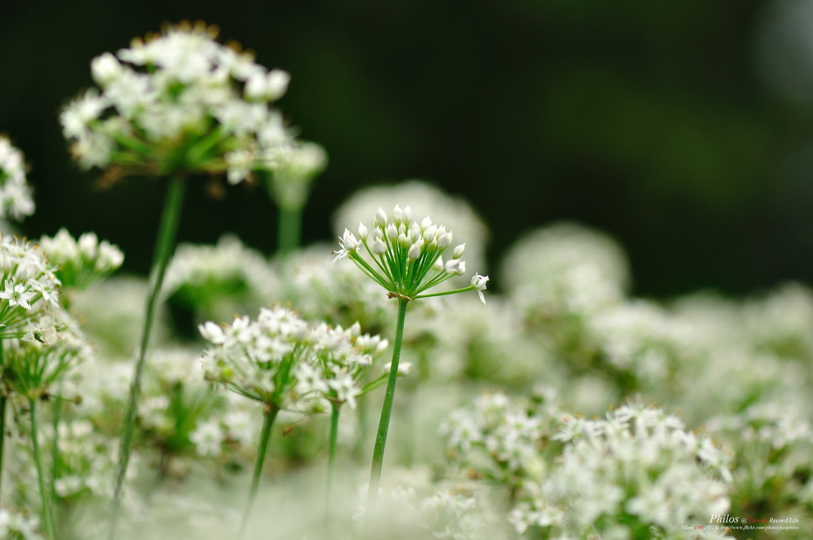 [Taoyuan] The Chives Flower Field in Daxi