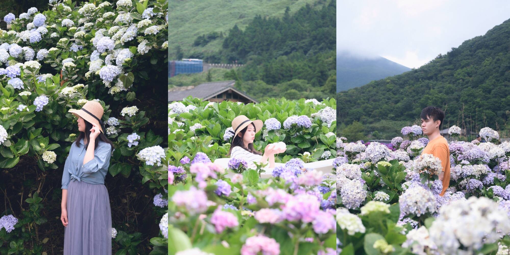 [Taipei] 2022 Yangmingshan Hydrangea Season | Top 3 Hydrangea Spots in Zhuzihu Recommended for a Day Trip