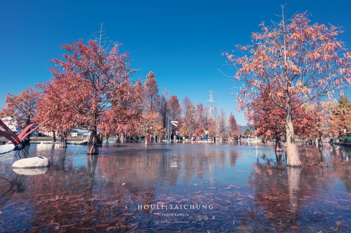 [Taichung] Taian Bald Cypress | Taian Yulin Bald Cypress Secret Spot in Houli, Taichung: Transportation, Tickets, and Photography Tips